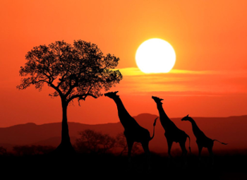 Zuid-Afrika in een neutedop